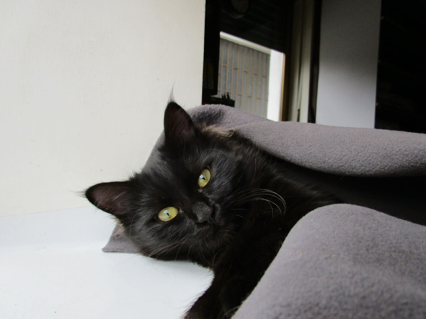 Canon ixus 155